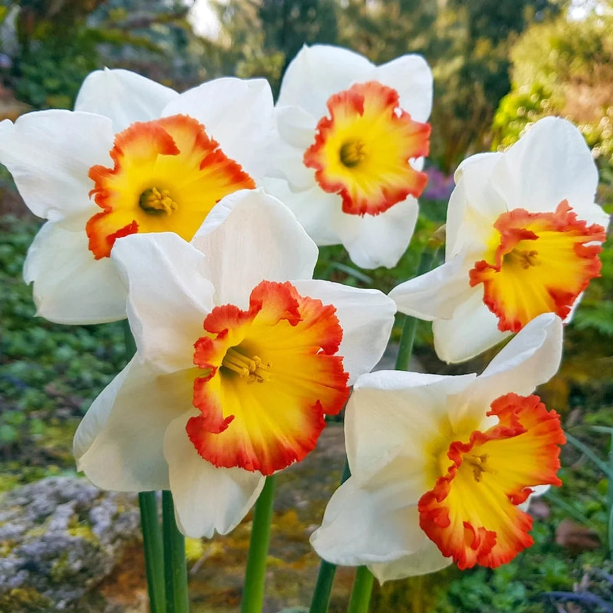 Pink Bomb Daffodil