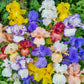 Reblooming Tall Bearded Iris Mixture