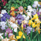 Reblooming Tall Bearded Iris Mixture