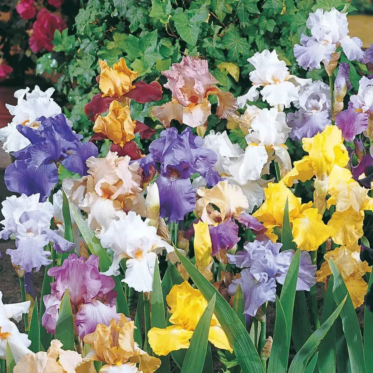 Reblooming Tall Bearded Iris Mixture