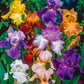 Reblooming Tall Bearded Iris Mixture