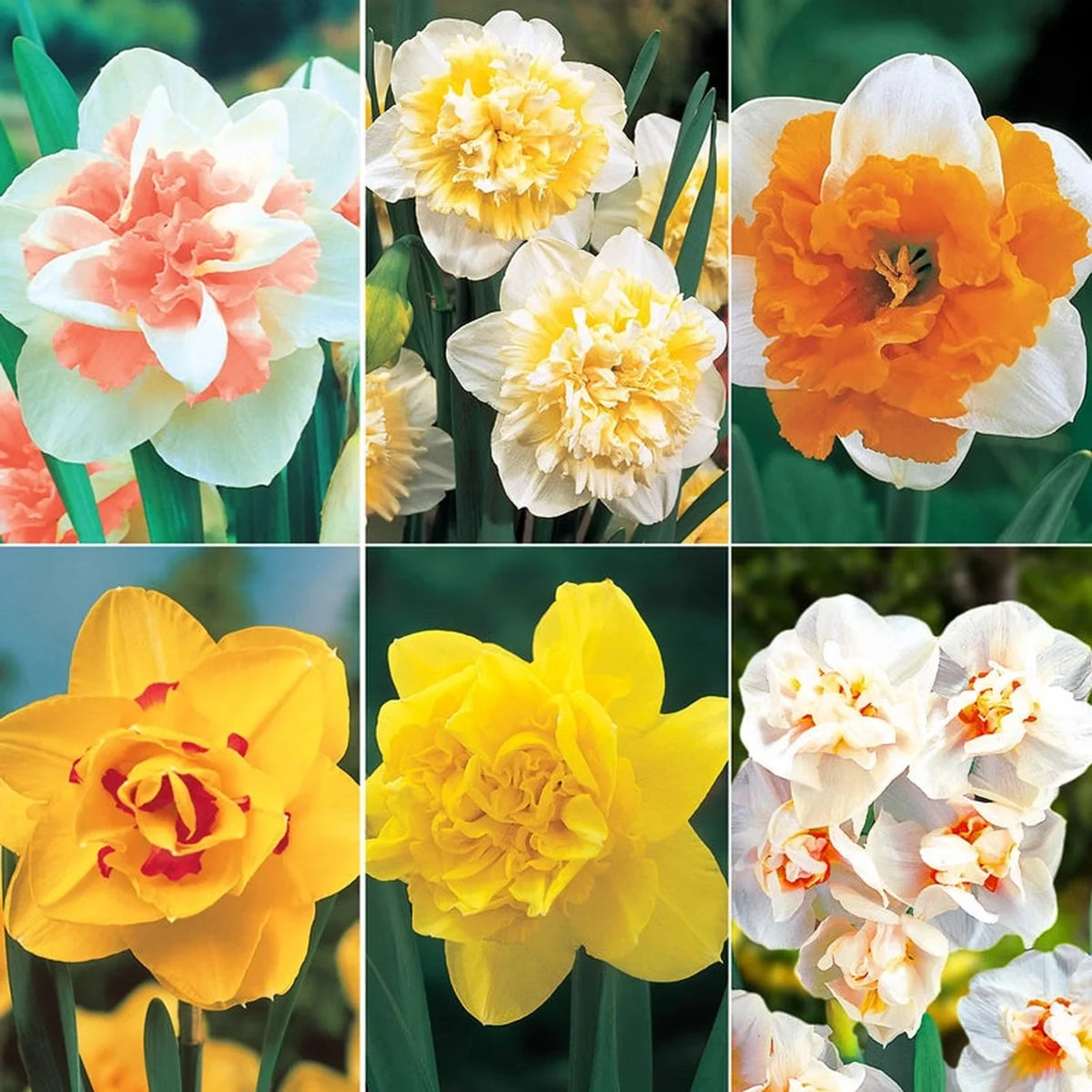 Deluxe Double Daffodil Collection