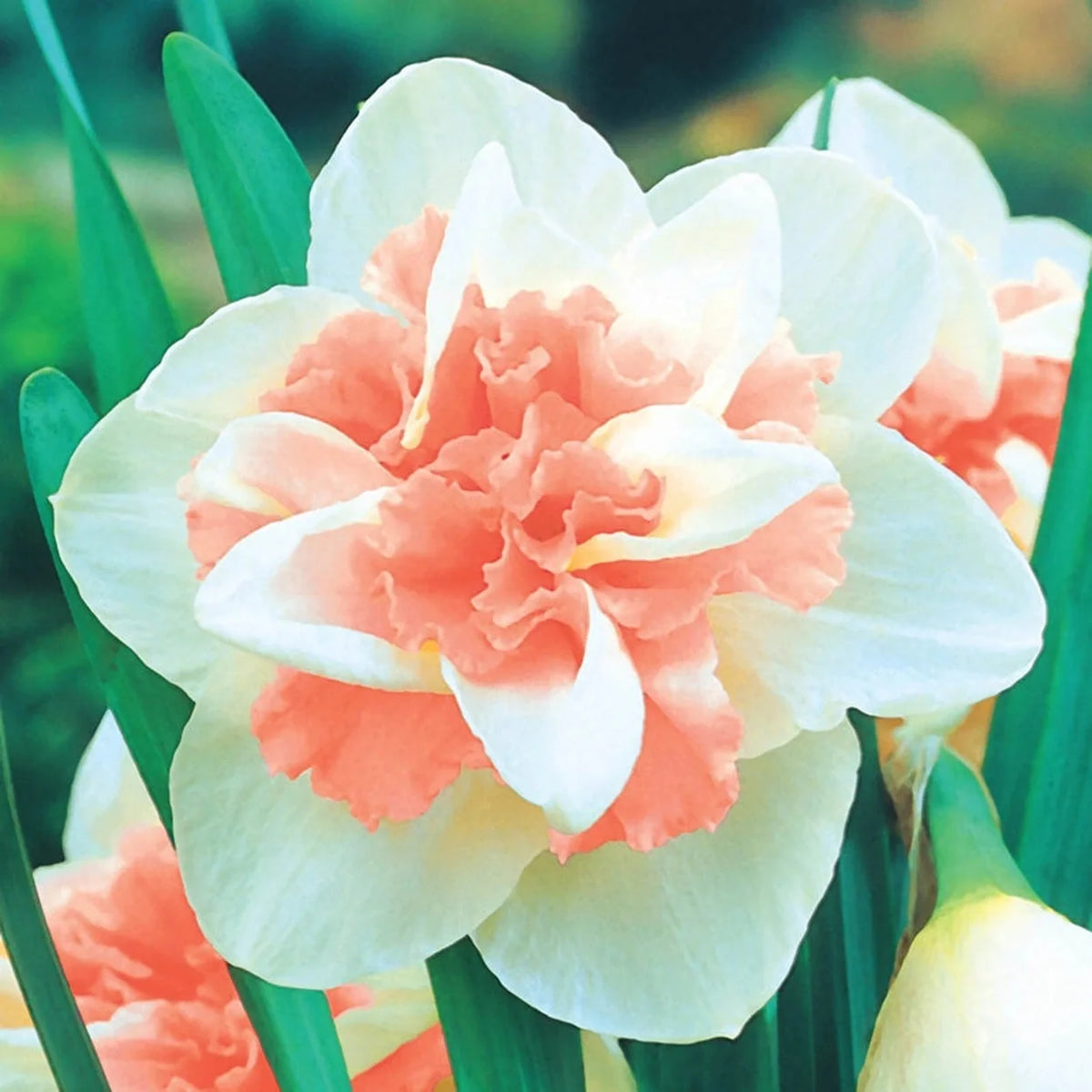 Deluxe Double Daffodil Collection
