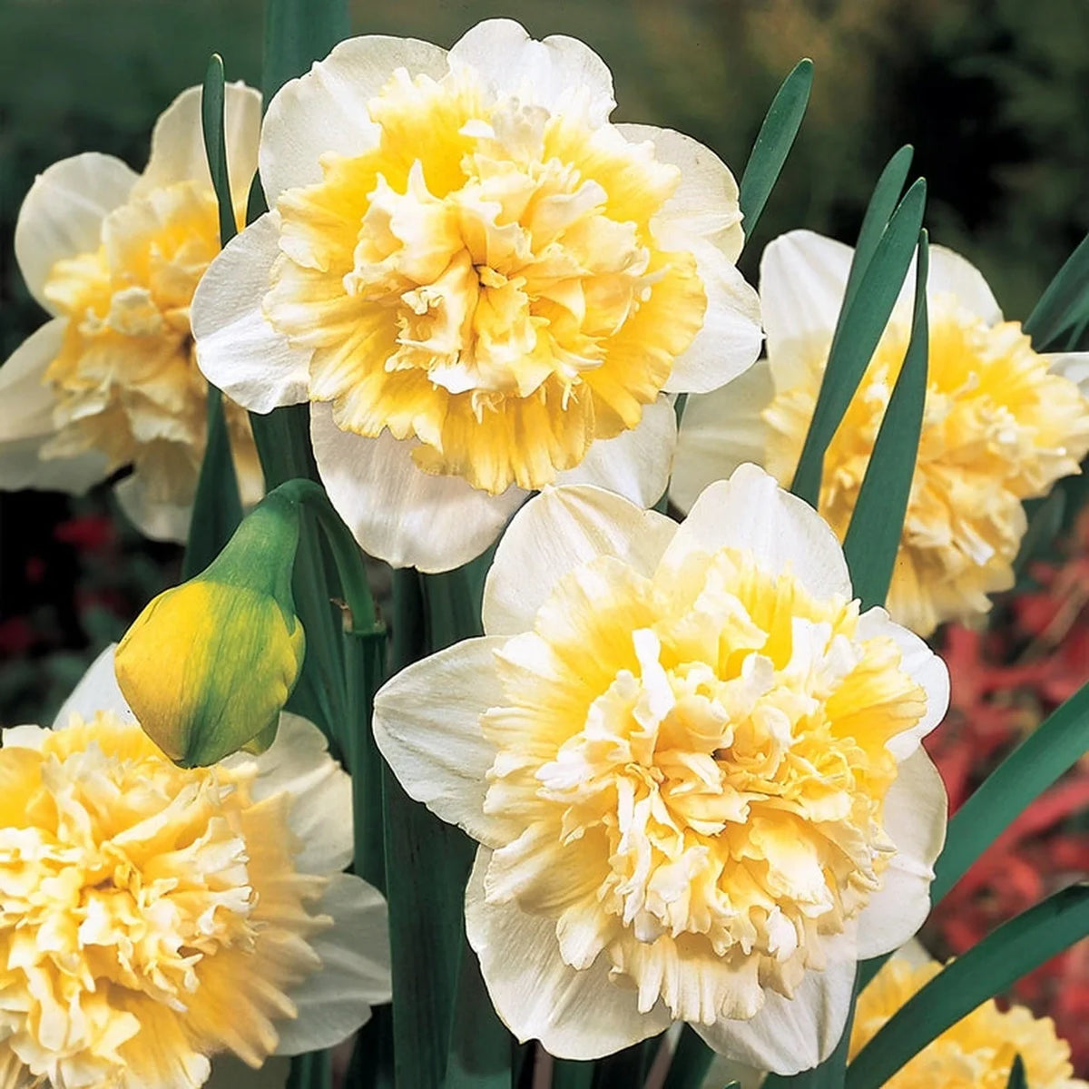 Deluxe Double Daffodil Collection