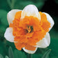 Deluxe Double Daffodil Collection