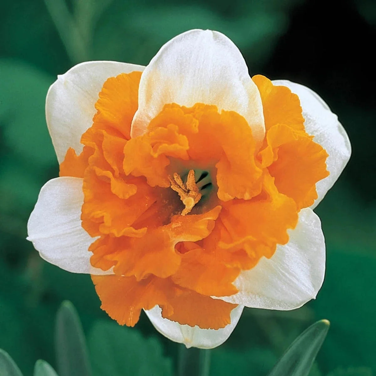 Deluxe Double Daffodil Collection