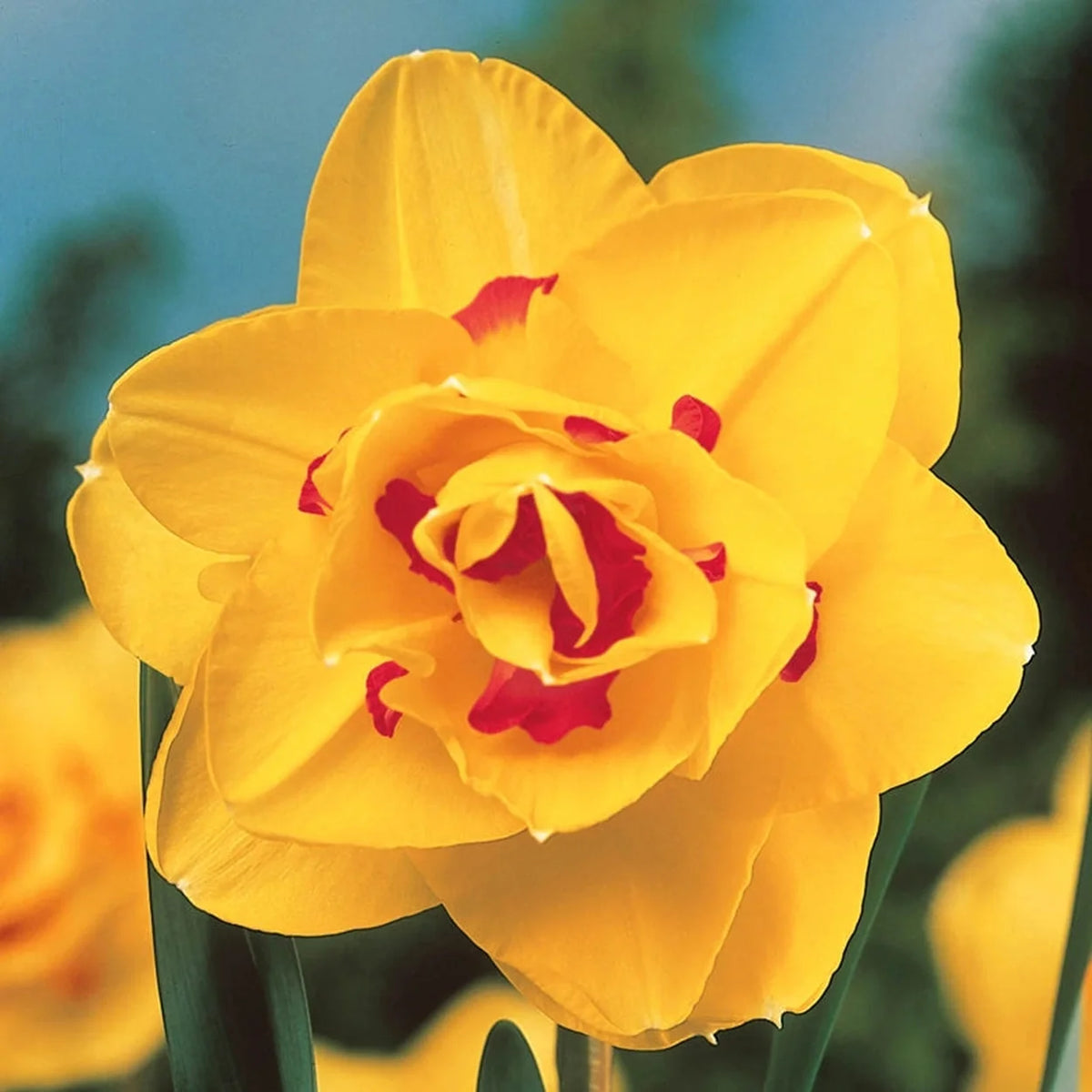 Deluxe Double Daffodil Collection