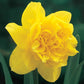 Deluxe Double Daffodil Collection