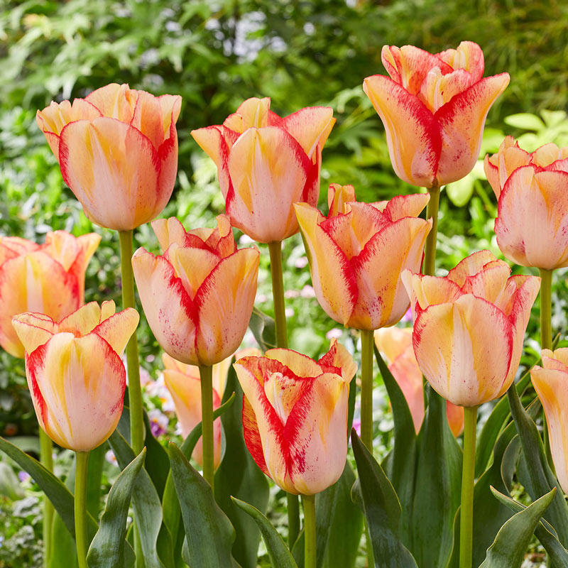 Beautydream Tulip Bulbs Blooms Species Growing Bonsai Roots Rhizomes Corms Tubers Potted Planting Reblooming Fragrant Garden Flower Seeds Plant