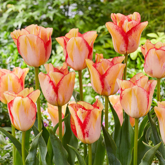 Beautydream Tulip Bulbs Blooms Species Growing Bonsai Roots Rhizomes Corms Tubers Potted Planting Reblooming Fragrant Garden Flower Seeds Plant