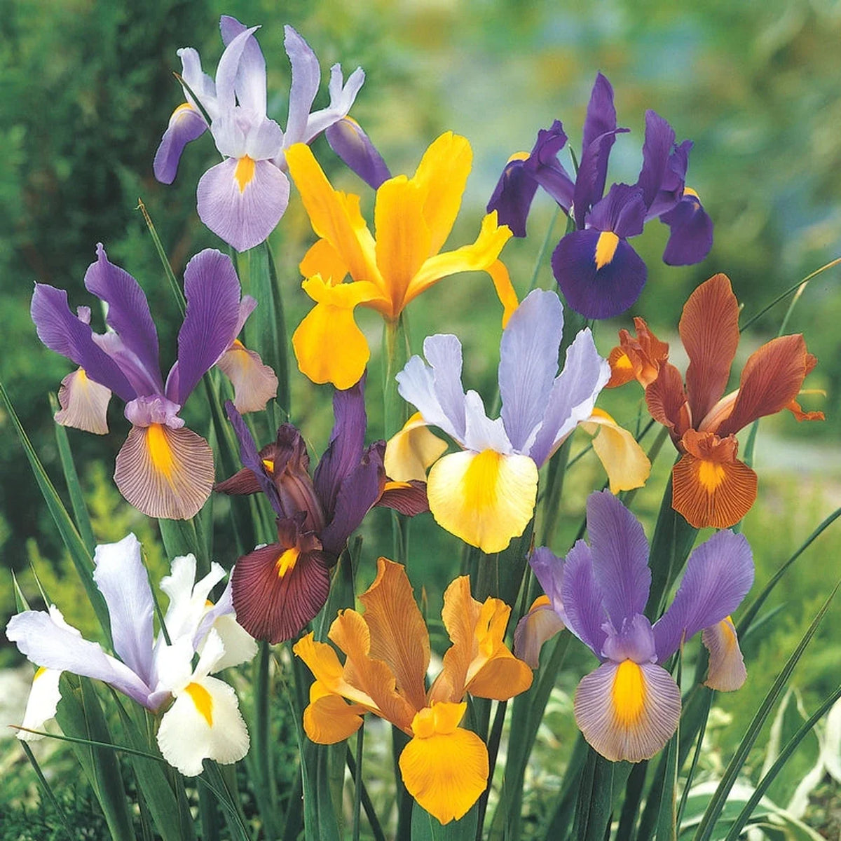 Dutch Iris Mixture