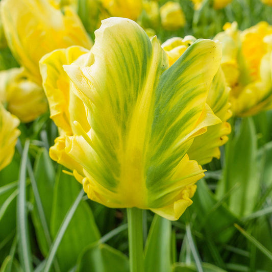 Yellow Madonna Parrot Tulip Bulbs Blooms Species Growing Bonsai Roots Rhizomes Corms Tubers Potted Planting Reblooming Fragrant Garden Flower Seeds Plant