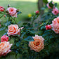 Barock Rose Seedlings Flower Seeds Perennial Growing Bonsai Corms Tubers Potted Planting Reblooming Fragrant Garden Roots Rhizomes Species Blooms Plant Bulbs Gardening Tree