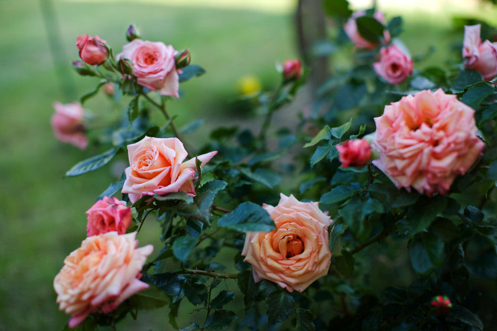 Barock Rose Seedlings Flower Seeds Perennial Growing Bonsai Corms Tubers Potted Planting Reblooming Fragrant Garden Roots Rhizomes Species Blooms Plant Bulbs Gardening Tree