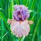 La Scala Bearded Iris