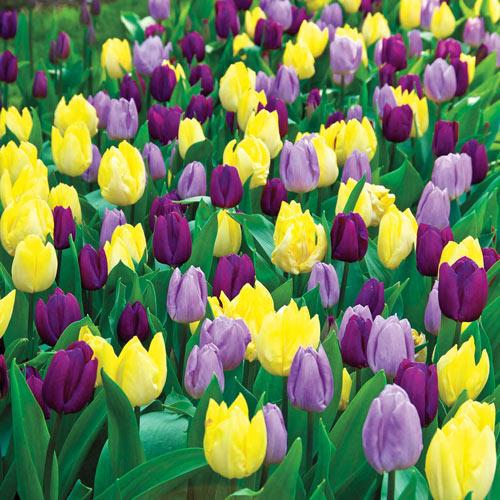 Royal Tulip Blend Bulbs Blooms Species Growing Bonsai Roots Rhizomes Corms Tubers Potted Planting Reblooming Fragrant Garden Flower Seeds Plant