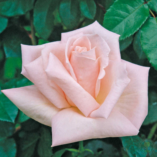 Donna Marella Agnelli Rose Plant Seedlings Flower Seeds Perennial Growing Bonsai Corms Tubers Potted Planting Reblooming Fragrant Garden Roots Rhizomes Species Blooms Bulbs Gardening Tree