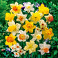 Mixed Daffodil Super Sak