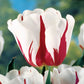 Flaming Beauties Tulip Mixture