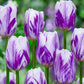 Flaming Beauties Tulip Mixture