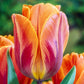 Flaming Beauties Tulip Mixture
