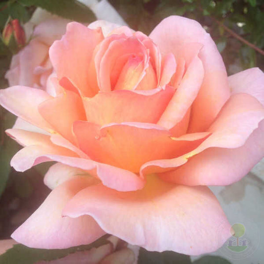Belle du saner Rose Seedlings Flower Seeds Perennial Growing Bonsai Corms Tubers Potted Planting Reblooming Fragrant Garden Roots Rhizomes Species Blooms Plant Bulbs Gardening Tree