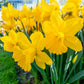 Yellow Trumpet Daffodils