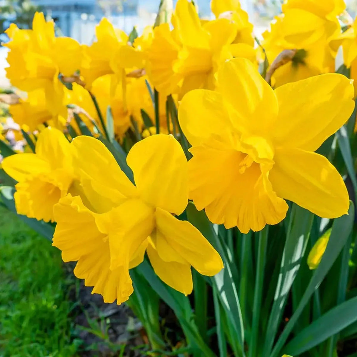 Yellow Trumpet Daffodils