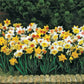 Daffodils For Naturalizing Mixture