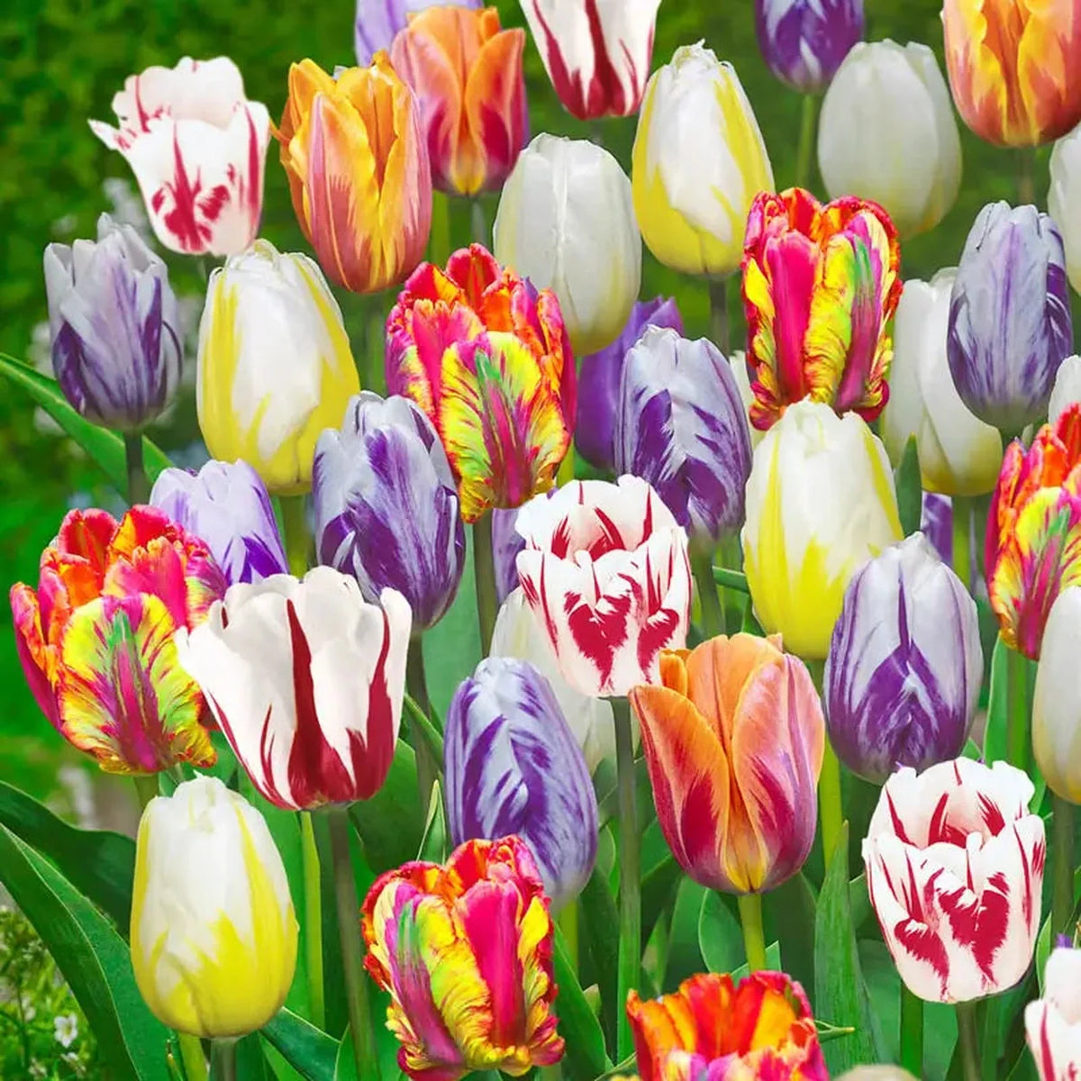 Flaming Beauties Tulip Mixture
