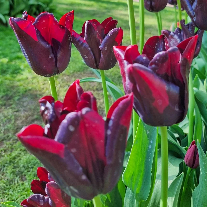 Hot Chocolate Tulip