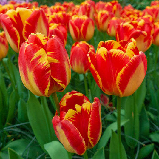 Banja Luka Tulip Bulbs Blooms Species Growing Bonsai Roots Rhizomes Corms Tubers Potted Planting Reblooming Fragrant Garden Flower Seeds Plant