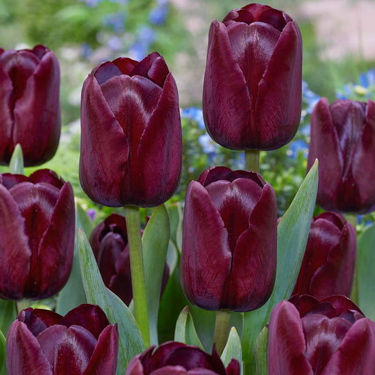 Big Brasa Tulip Bulbs Blooms Species Growing Bonsai Roots Rhizomes Corms Tubers Potted Planting Reblooming Fragrant Garden Flower Seeds Plant