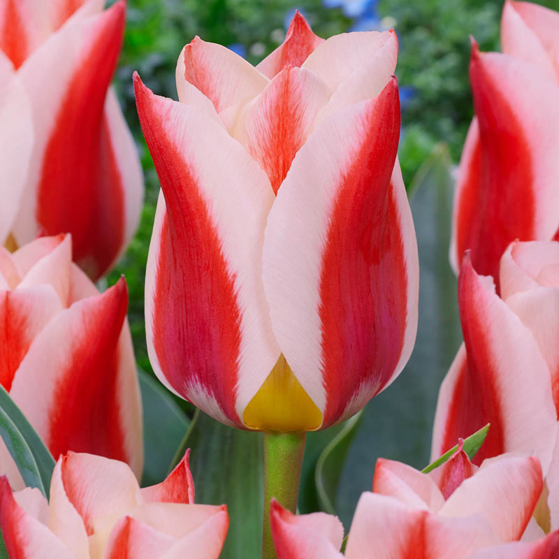 Rosanna Tulip Bulbs Blooms Species Growing Bonsai Roots Rhizomes Corms Tubers Potted Planting Reblooming Fragrant Garden Flower Seeds Plant