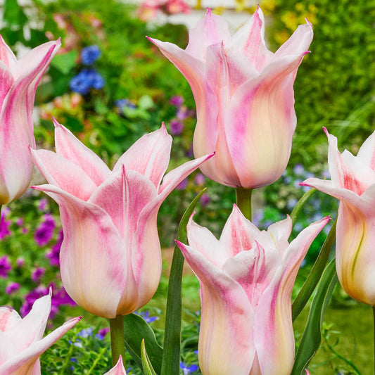 Ballade Lady Tulip Bulbs Blooms Species Growing Bonsai Roots Rhizomes Corms Tubers Potted Planting Reblooming Fragrant Garden Flower Seeds Plant