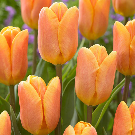 Bellville Tulip Bulbs Blooms Species Growing Bonsai Roots Rhizomes Corms Tubers Potted Planting Reblooming Fragrant Garden Flower Seeds Plant