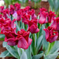 Red Dress Tulip