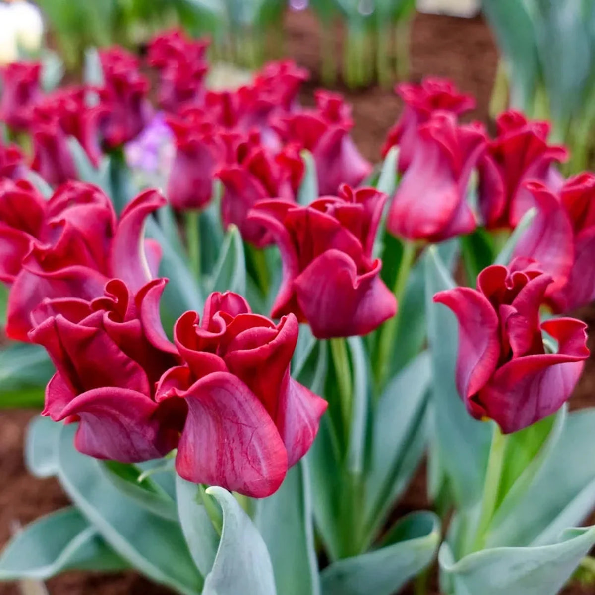 Red Dress Tulip