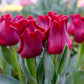 Red Dress Tulip
