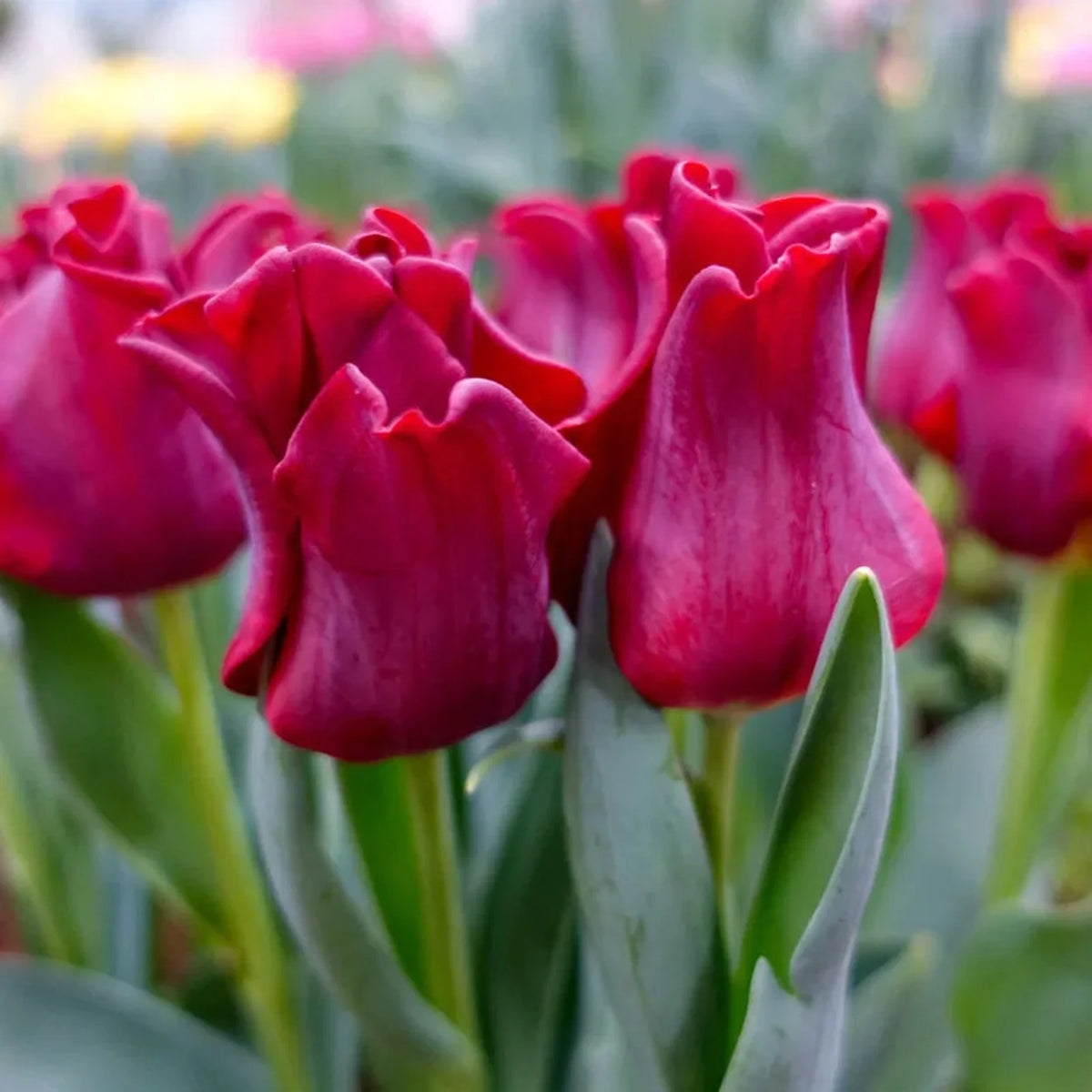 Red Dress Tulip
