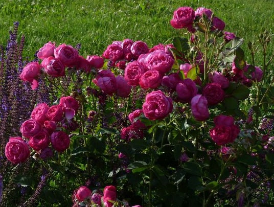 Charles Rose Plant Seedlings Flower Seeds Perennial Growing Bonsai Corms Tubers Potted Planting Reblooming Fragrant Garden Roots Rhizomes Species Blooms Bulbs Gardening Tree