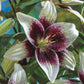 Tribal Kiss Lily