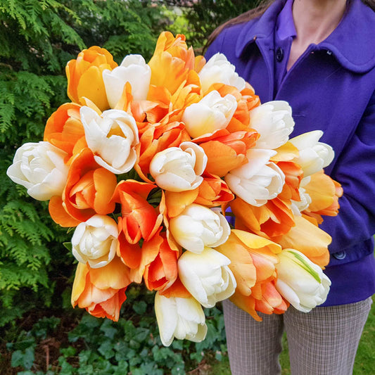 Apricot Parfait Tulip Mixture Bulbs Blooms Species Growing Bonsai Roots Rhizomes Corms Tubers Potted Planting Reblooming Fragrant Garden Flower Seeds Plant
