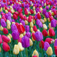 Red Yellow Purple Tulip Mixture