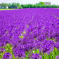 Purple Rain Allium