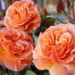 François Mauriac Rose Seedlings Flower Seeds Perennial Growing Bonsai Corms Tubers Potted Planting Reblooming Fragrant Garden Roots Rhizomes Species Blooms Plant Bulbs Gardening Tree