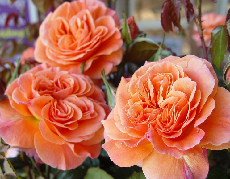 François Mauriac Rose Seedlings Flower Seeds Perennial Growing Bonsai Corms Tubers Potted Planting Reblooming Fragrant Garden Roots Rhizomes Species Blooms Plant Bulbs Gardening Tree