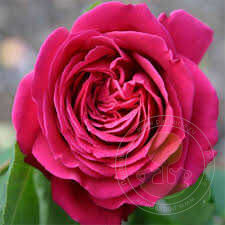 Domaine Dittiere Rose Seedlings Flower Seeds Perennial Growing Bonsai Corms Tubers Potted Planting Reblooming Fragrant Garden Roots Rhizomes Species Blooms Plant Bulbs Gardening Tree