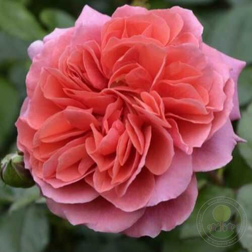 Seduction Picarde Rose Seedlings Flower Seeds Perennial Growing Bonsai Corms Tubers Potted Planting Reblooming Fragrant Garden Roots Rhizomes Species Blooms Plant Bulbs Gardening Tree