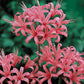 Surprise Lycoris Spider Lilies Bulbs Radiata Hurricane Lily Cluster Amayllis Growing Bonsai Roots Rhizomes Corms Tubers Potted Planting Reblooming Fragrant Garden Species Blooms Flower Seeds Plant Gardening